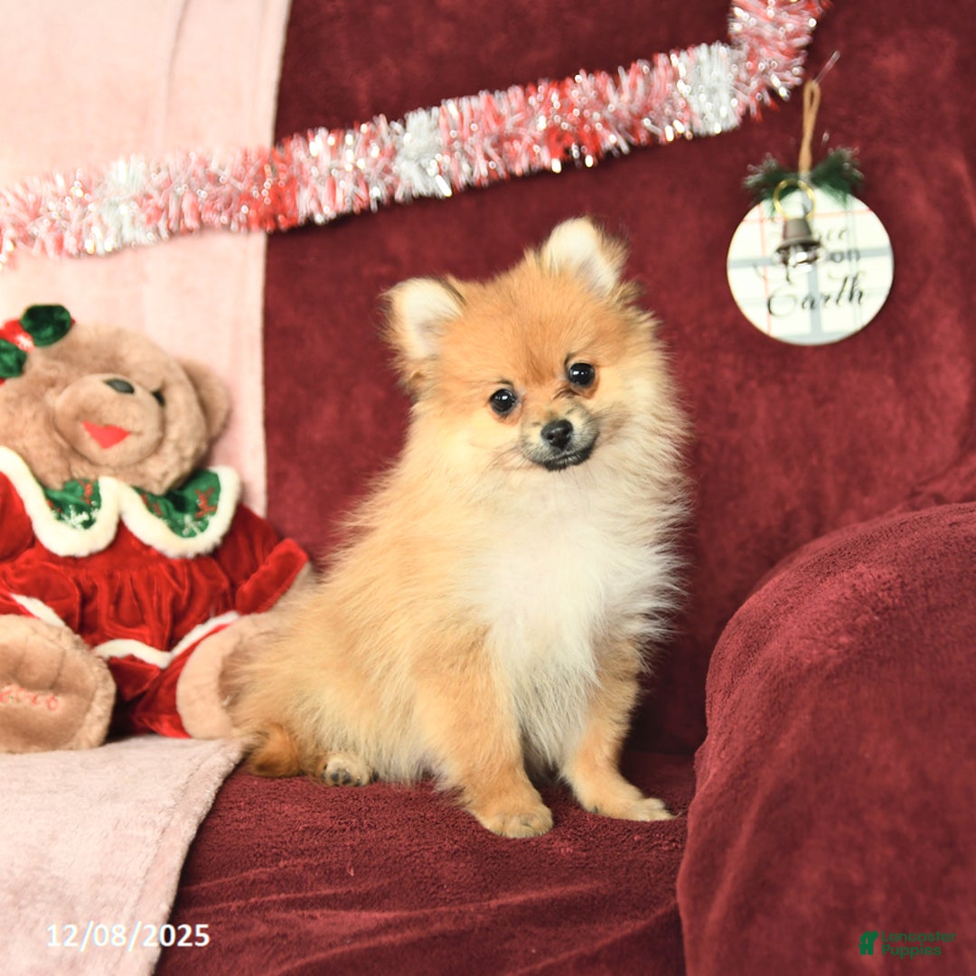 Pomeranian dogs for sale: Paddington - Ad 4