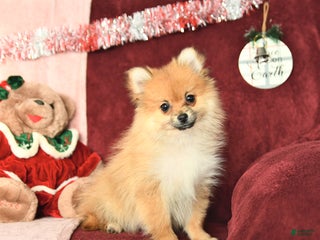 Pomeranian dogs Paddington - Ad 30