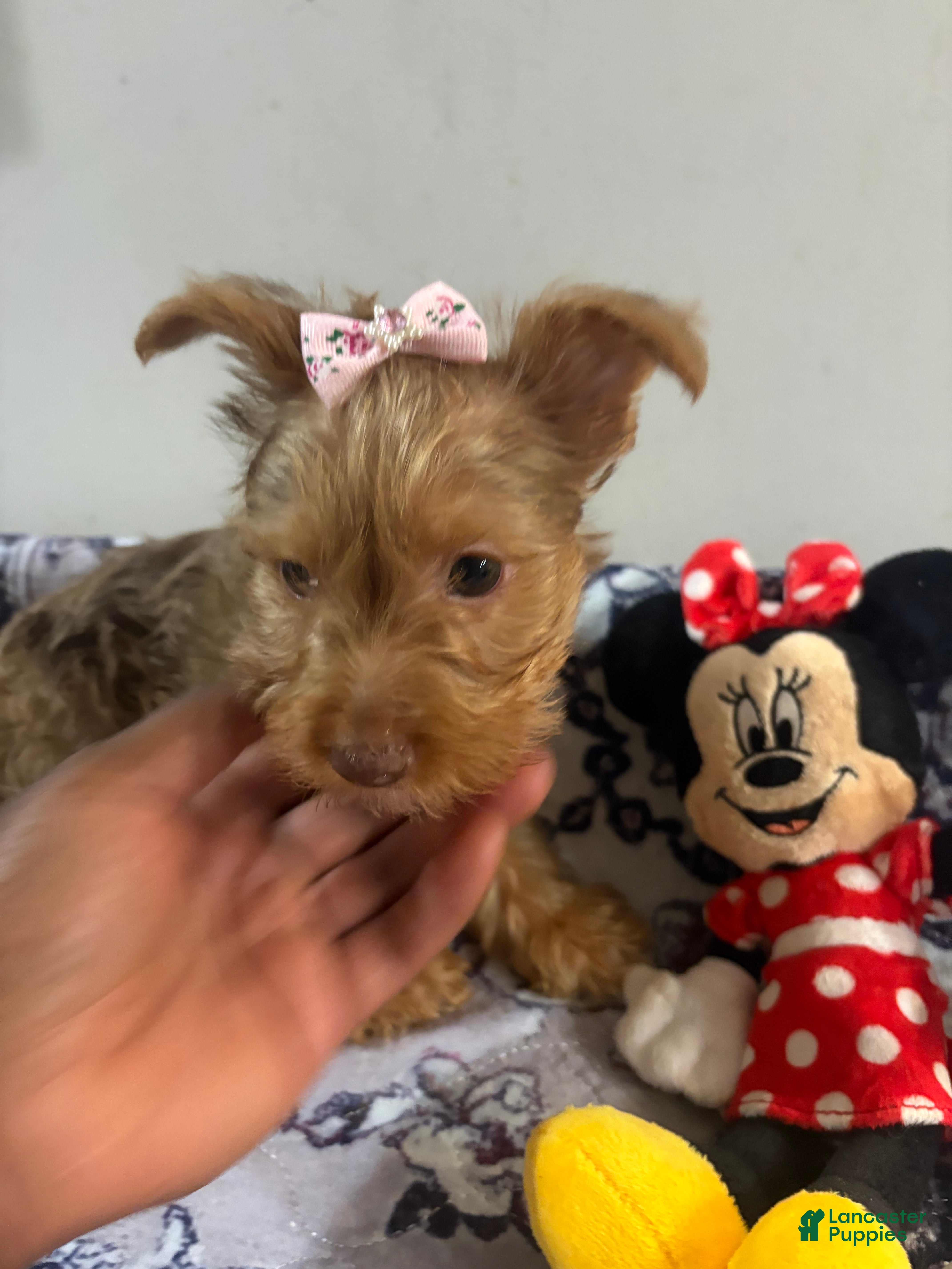 Yorkshire Terrier dogs Summer  - Ad 2