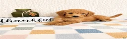 Mini Goldendoodle dogs for sale: Briar - Ad 2