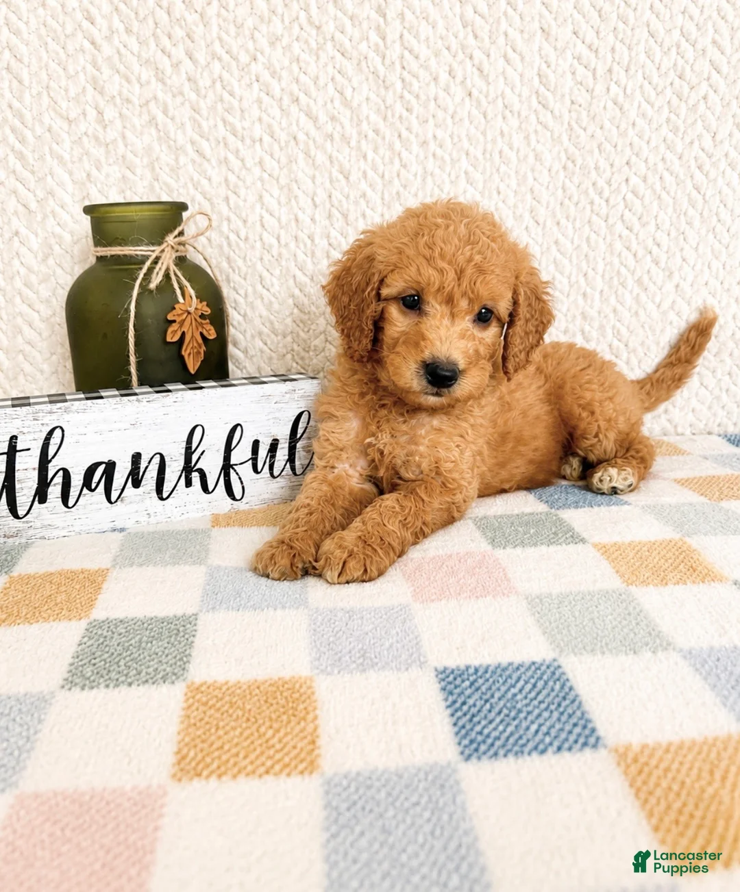 Mini Goldendoodle dogs for sale: Briar - Ad 2