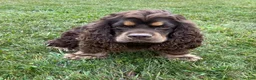Cocker Spaniel dogs for sale: Karla - Ad 9