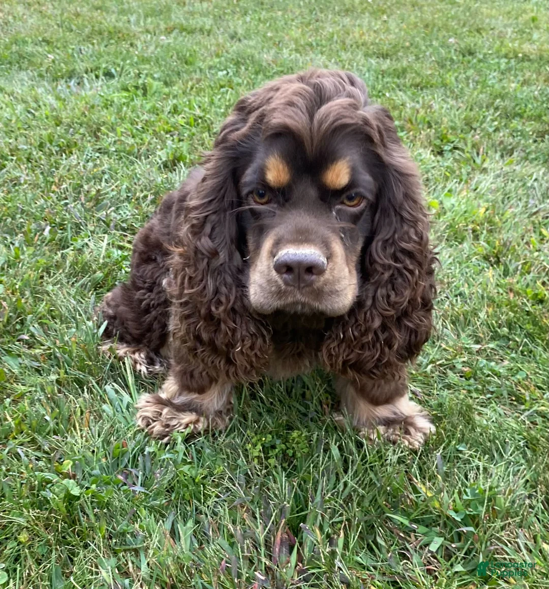 Cocker Spaniel dogs for sale: Karla - Ad 9