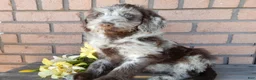 Labradoodle dogs for sale: Sweetie - Ad 6