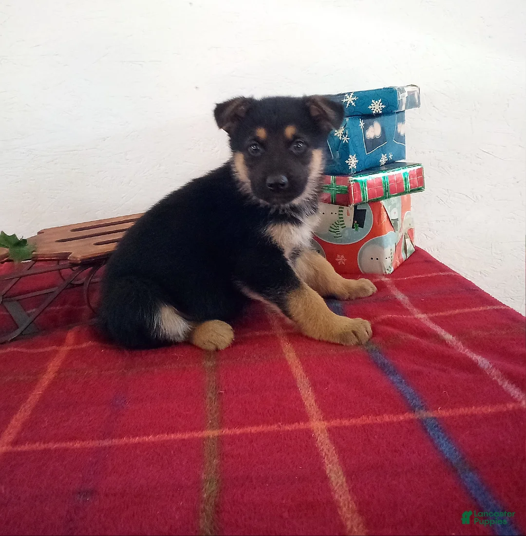 Gallery Image {{count}}