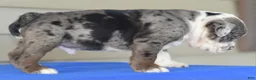 Mixed Breed dogs for sale: Tank hybrid bulldog puppy - Ad 12