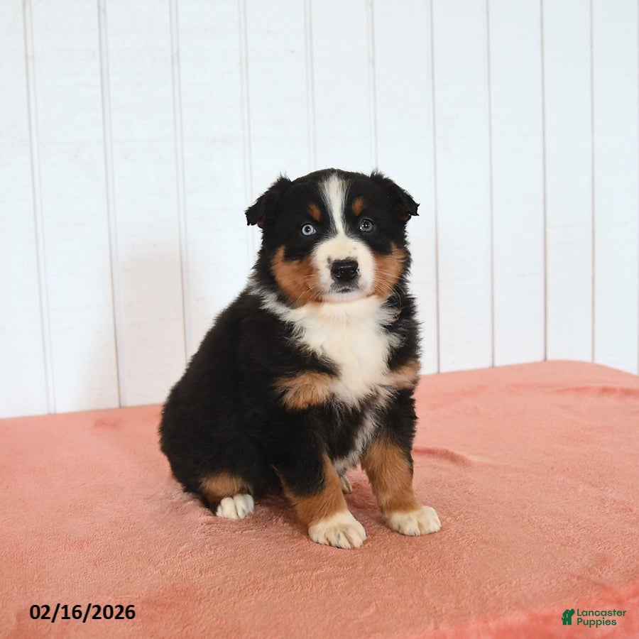 Australian Shepherd dogs Nina - Ad 2