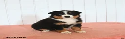 Australian Shepherd dogs for sale: Nina - Ad 2