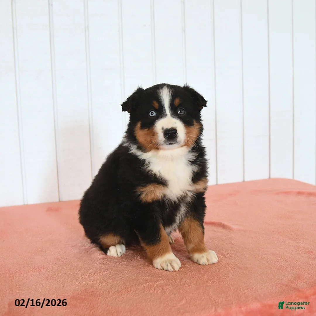 Australian Shepherd dogs for sale: Nina - Ad 2
