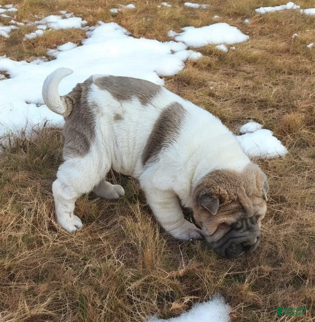 Shar Pei dogs for sale: Isabella mini flower  - Ad 7