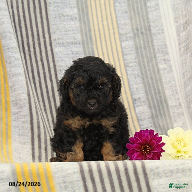 Toy Poodle dogs Violin - Ad 1