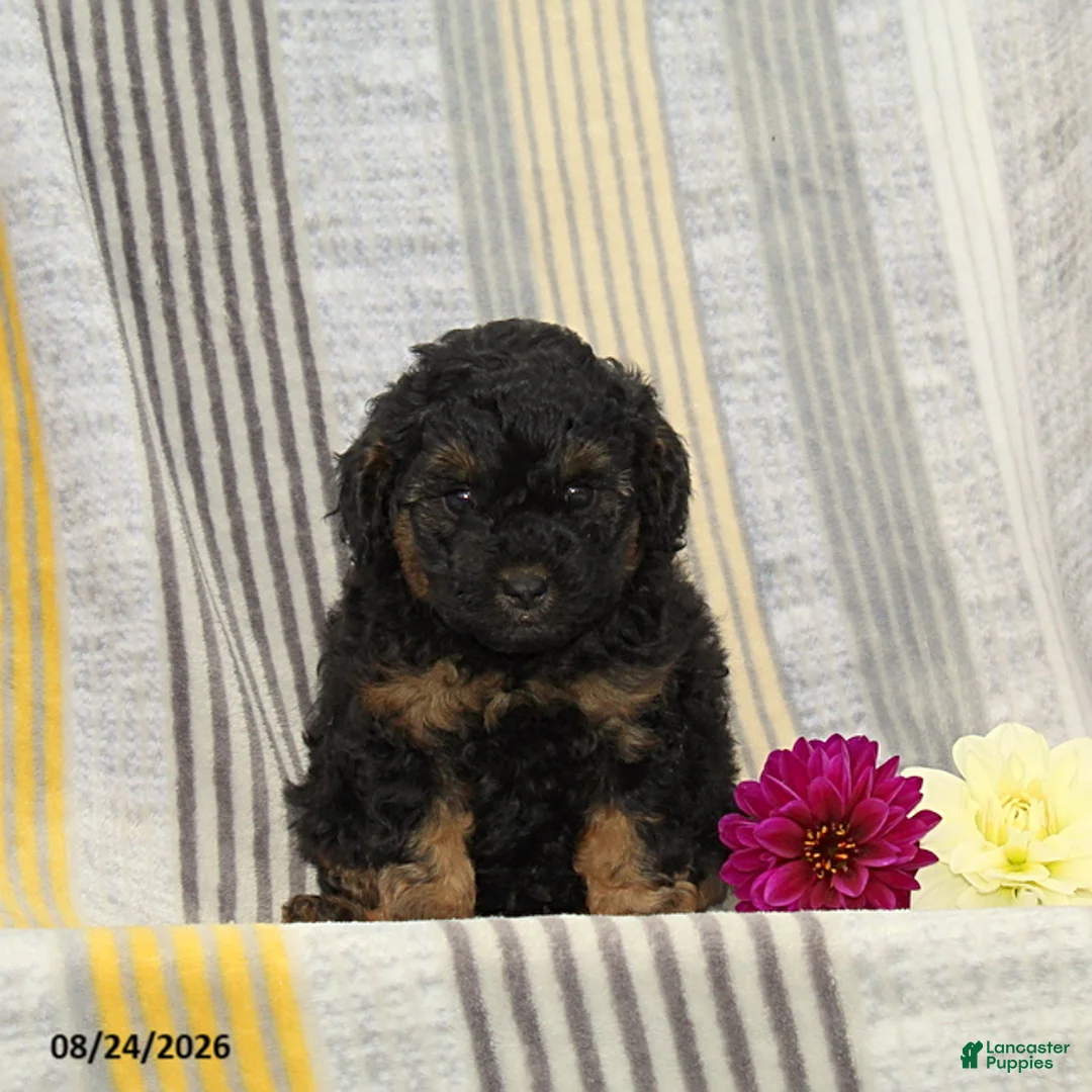 Toy Poodle dogs for sale: Violin - Ad 1