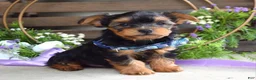 Yorkshire Terrier dogs for sale: Finn - Ad 4