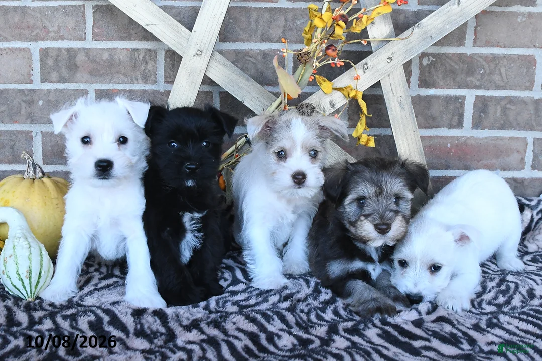 Miniature Schnauzer dogs for sale: Oscar - Ad 3