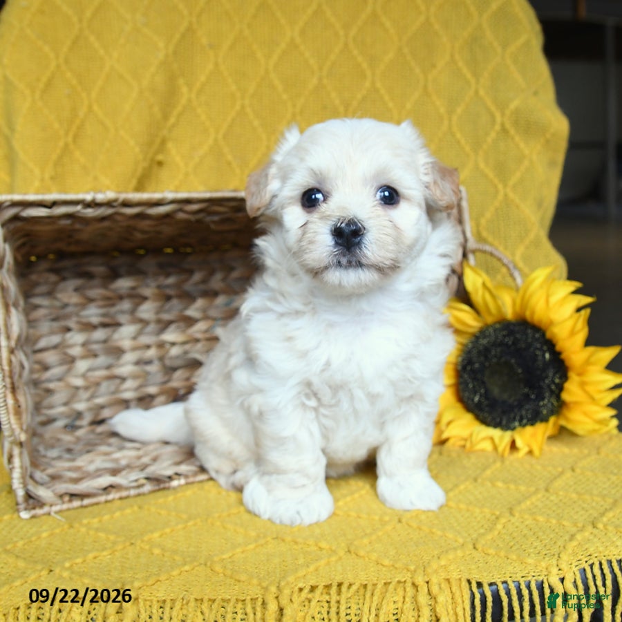 Havanese dogs Seraphina - Ad 2
