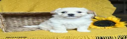 Havanese dogs for sale: Seraphina - Ad 2