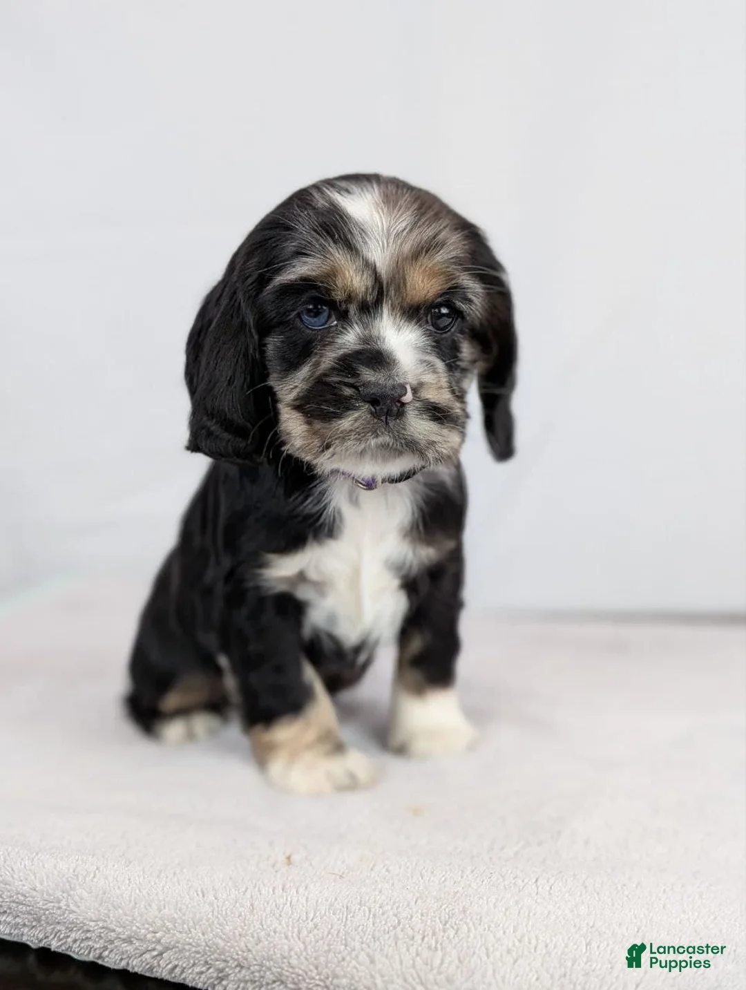 Cocker Spaniel dogs for sale: Cocker Spaniel Puppy 4 - Ad 2