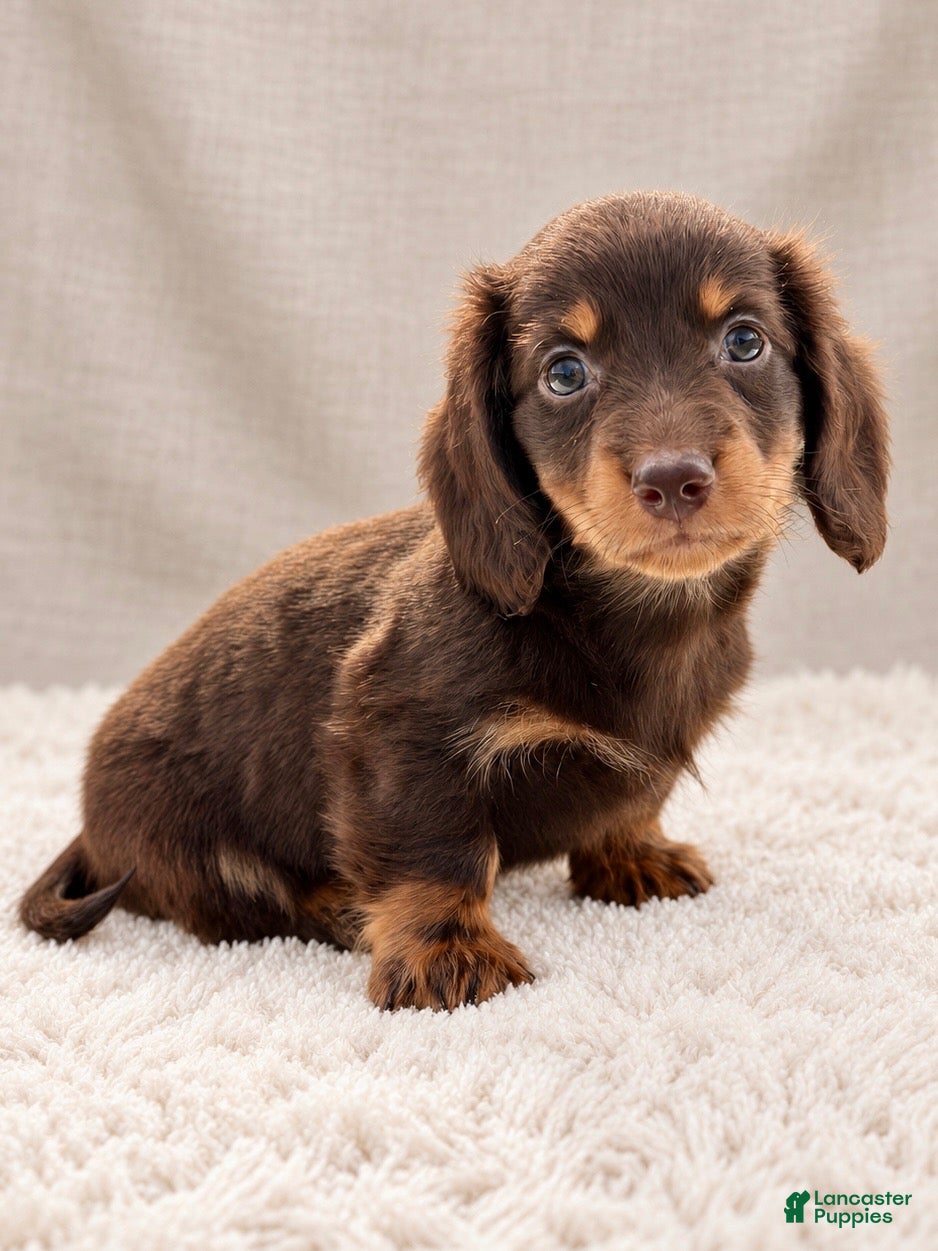 Miniature Dachshund dogs Miniature Dachshund 5 - Ad 2