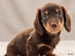 Miniature Dachshund dogs Miniature Dachshund 5 - Ad 2