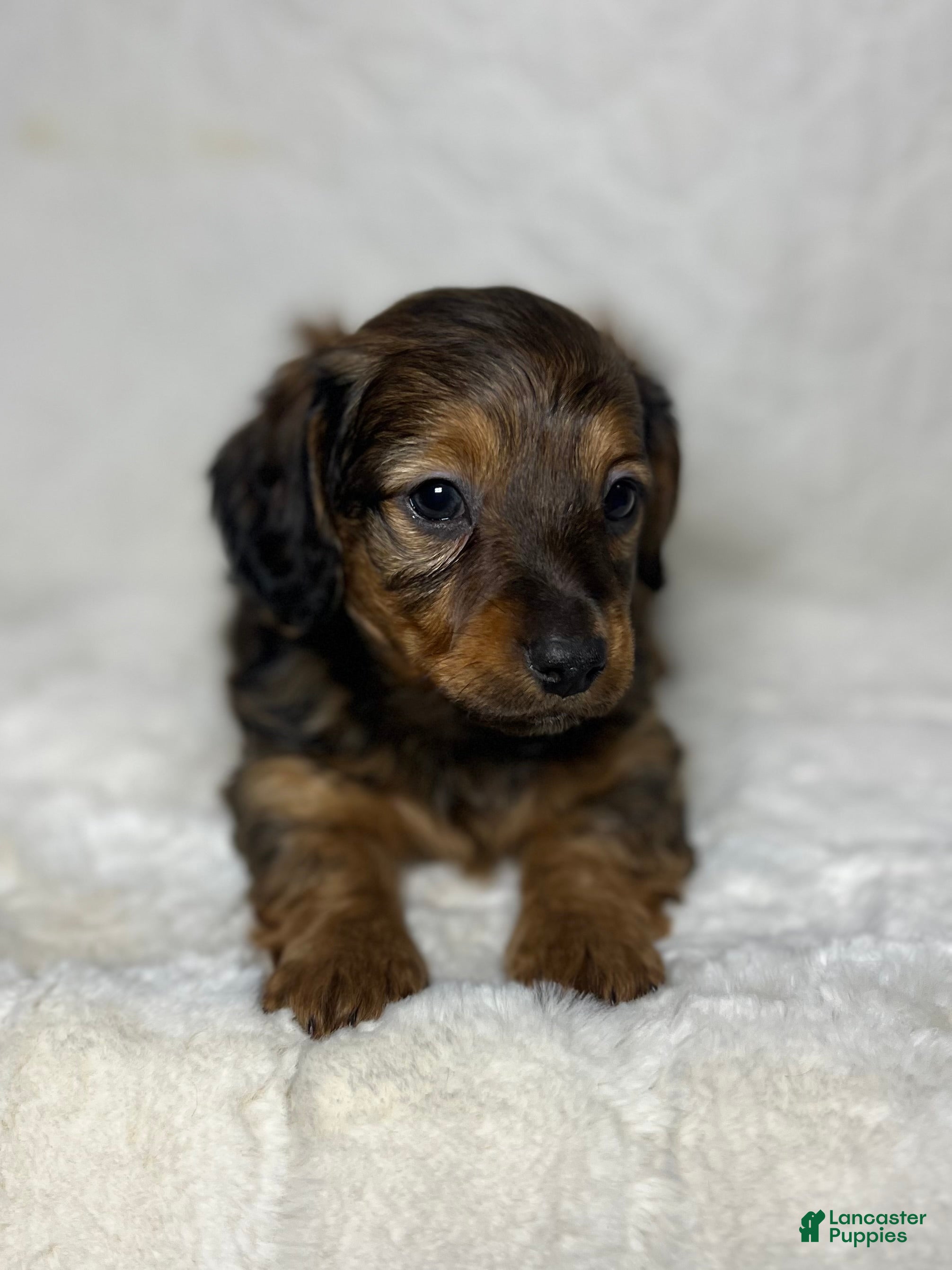 Miniature Dachshund dogs for sale: Miniature Dachshund Puppy 1 - Ad 2