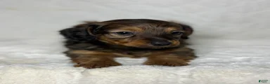 Miniature Dachshund Puppy 1