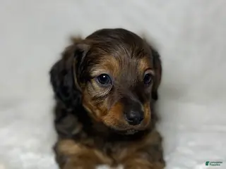 Miniature Dachshund dogs for sale: Miniature Dachshund Puppy 1 - Ad 2