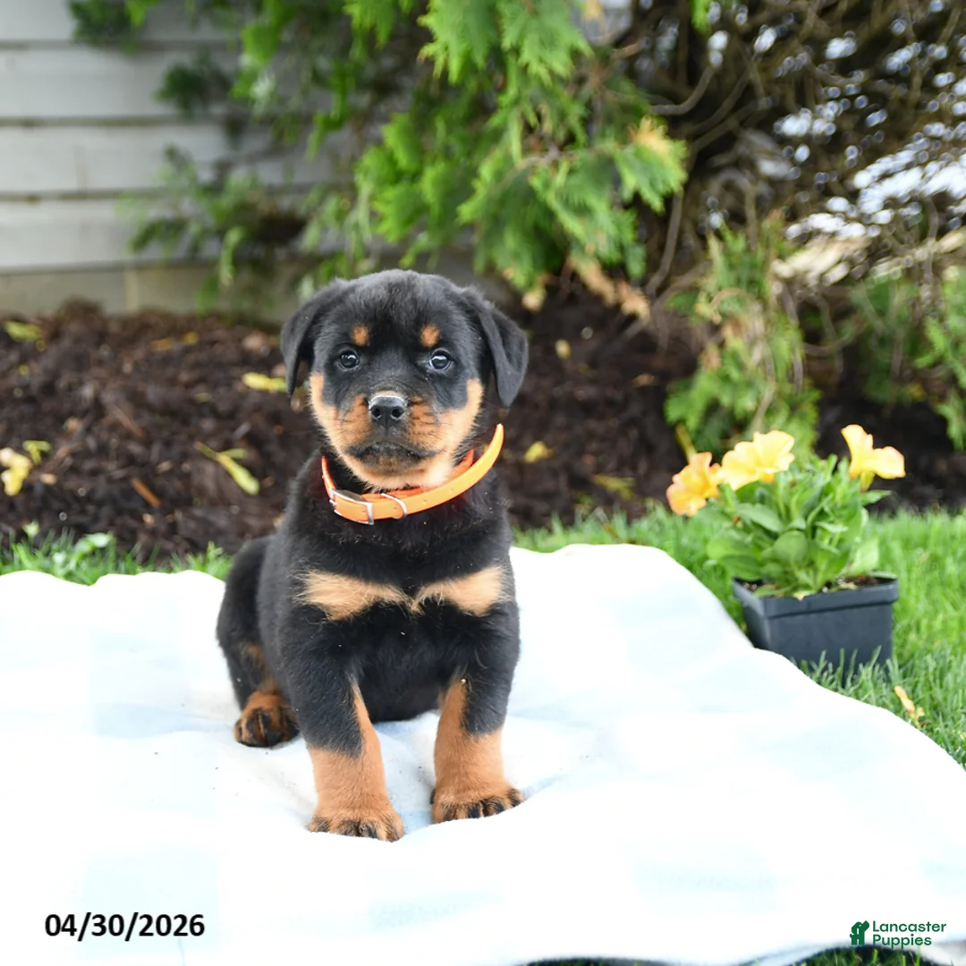Rottweiler dogs for sale: Volt  - Ad 1