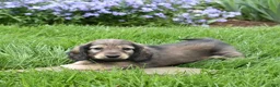 Miniature Dachshund dogs for sale: Miniature Dachshund Puppy 1 - Ad 3
