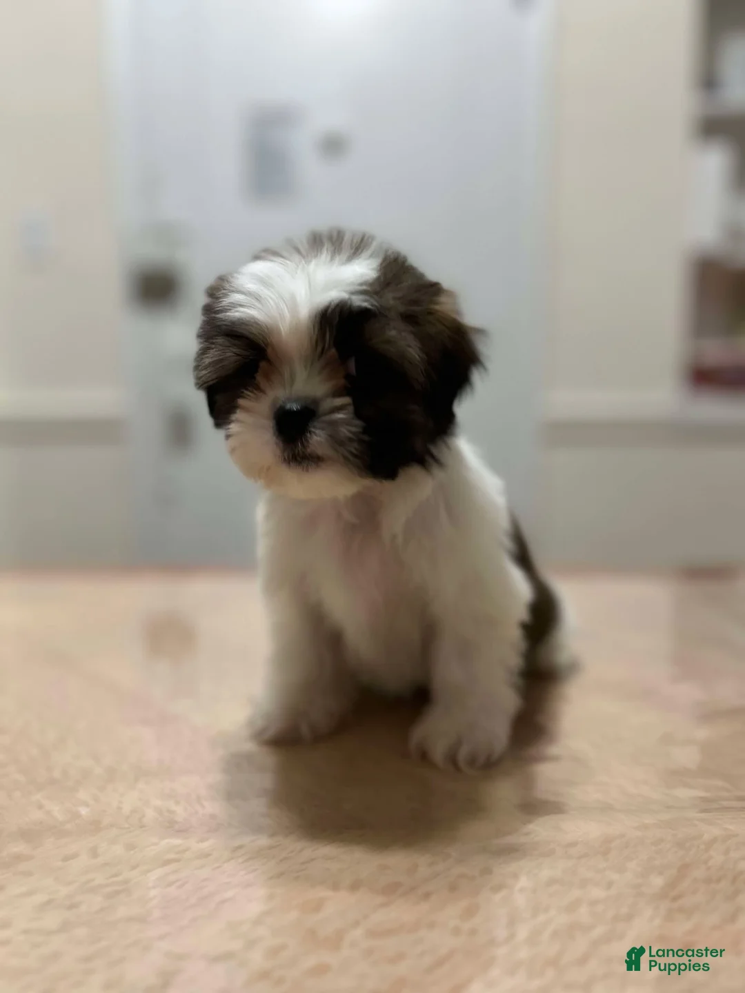 Shih Tzu dogs for sale: Ben - Ad 3