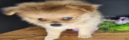 Pomeranian dogs for sale: Pepper's Long Shot - "Archer" - Ad 3