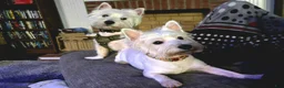 West Highland Terrier dogs for sale: West Highland Terrier - Ad 3