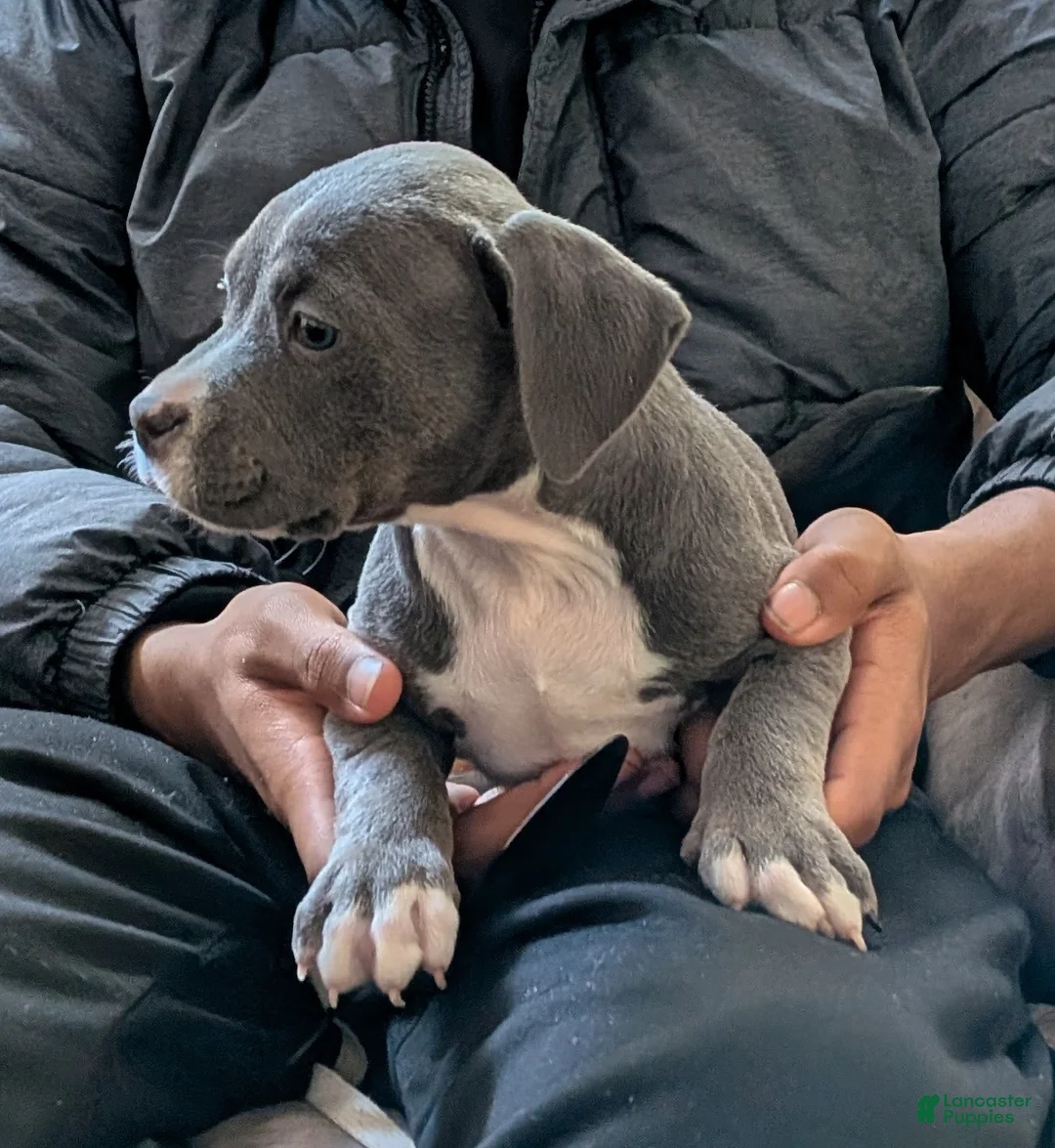 American Bully dogs for sale: American Bully Puppy 5 - Ad 1