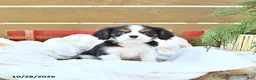 Cavapoo dogs for sale: Hunter - Ad 1