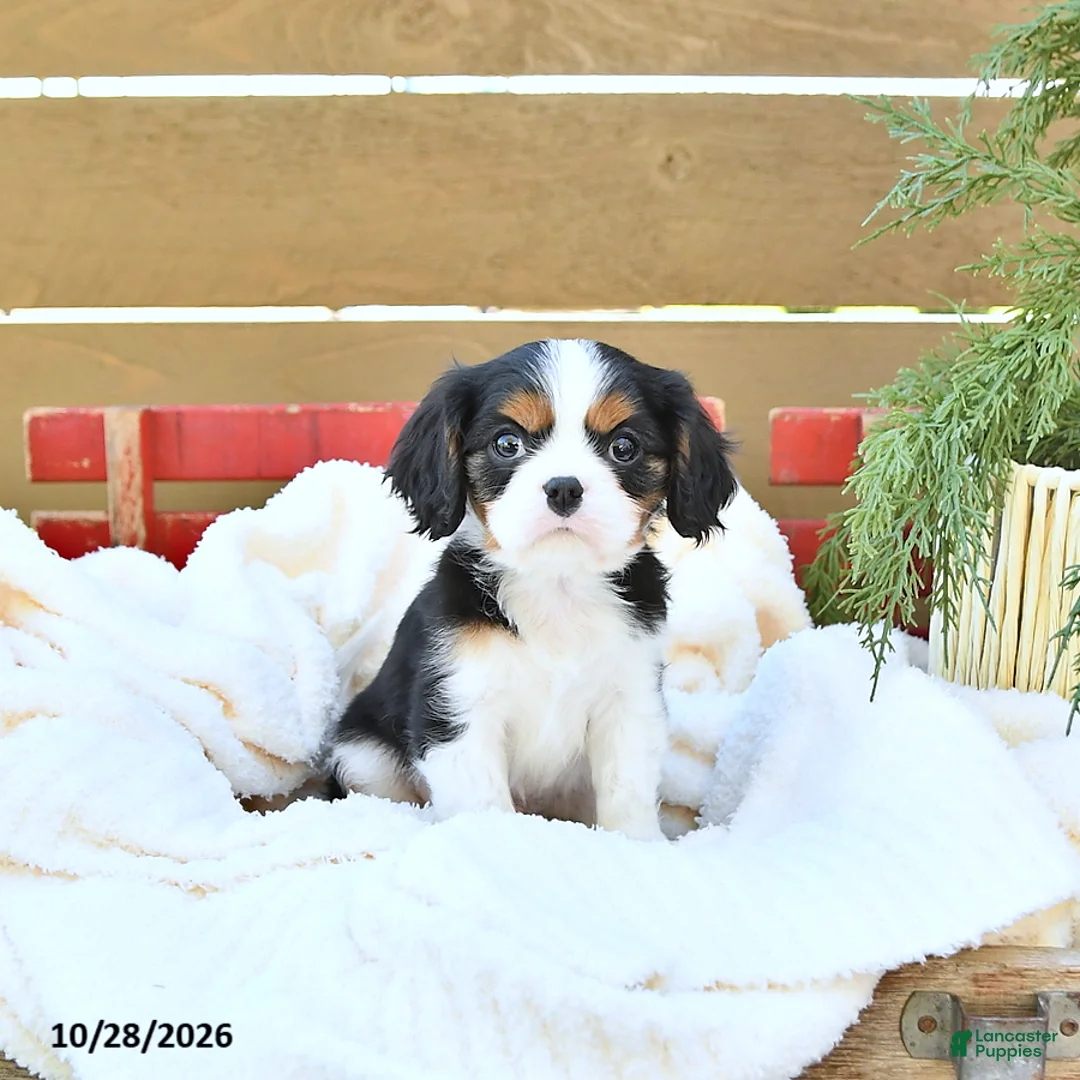 Cavapoo dogs for sale: Hunter - Ad 1