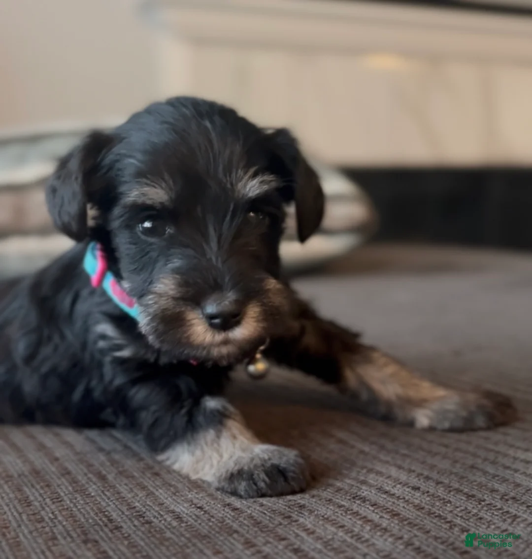 Miniature Schnauzer dogs for sale: Miniature Schnauzer Puppy 3 - Ad 2