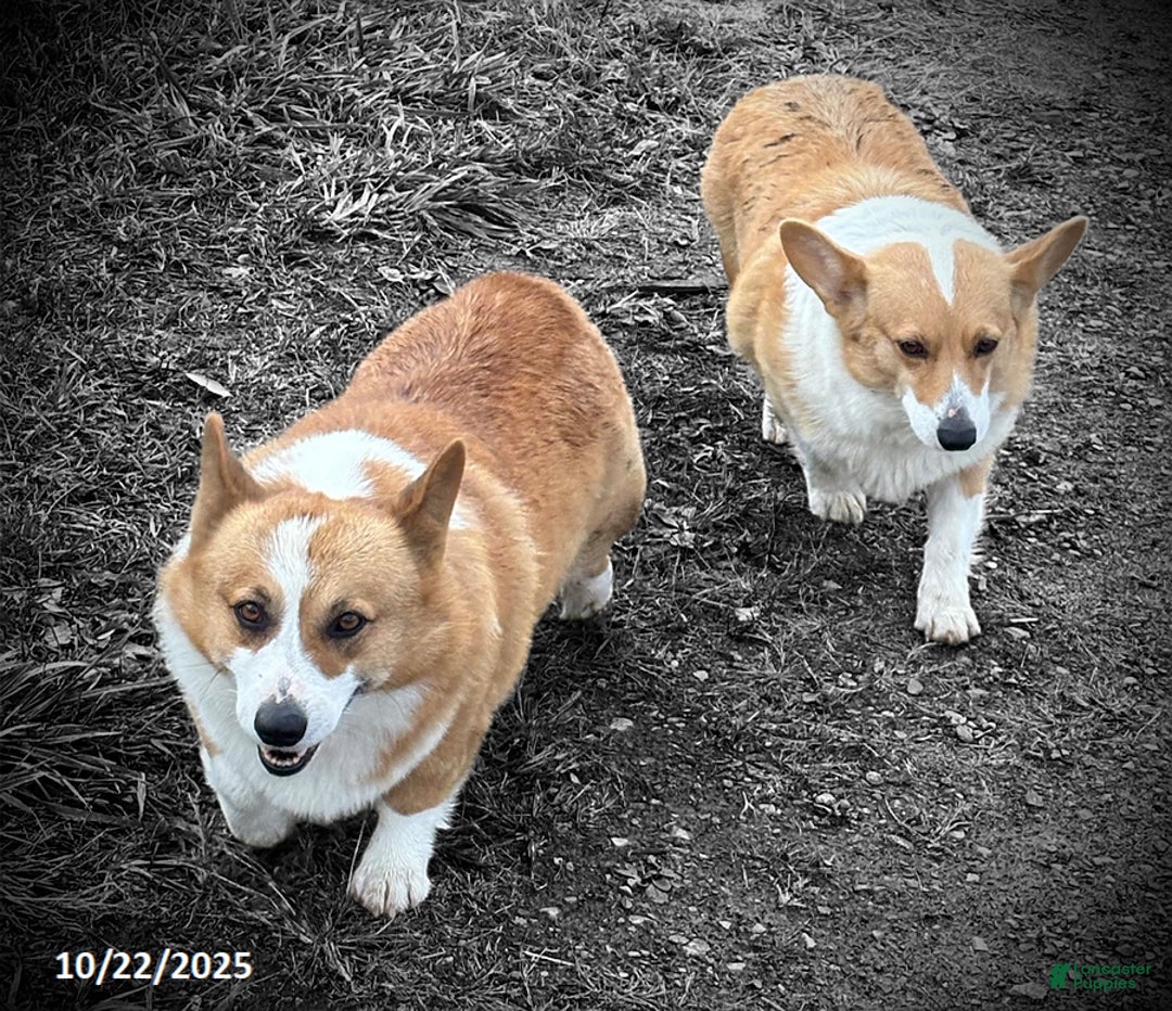 Welsh Corgi Pembroke dogs for sale: Pansy - Ad 5
