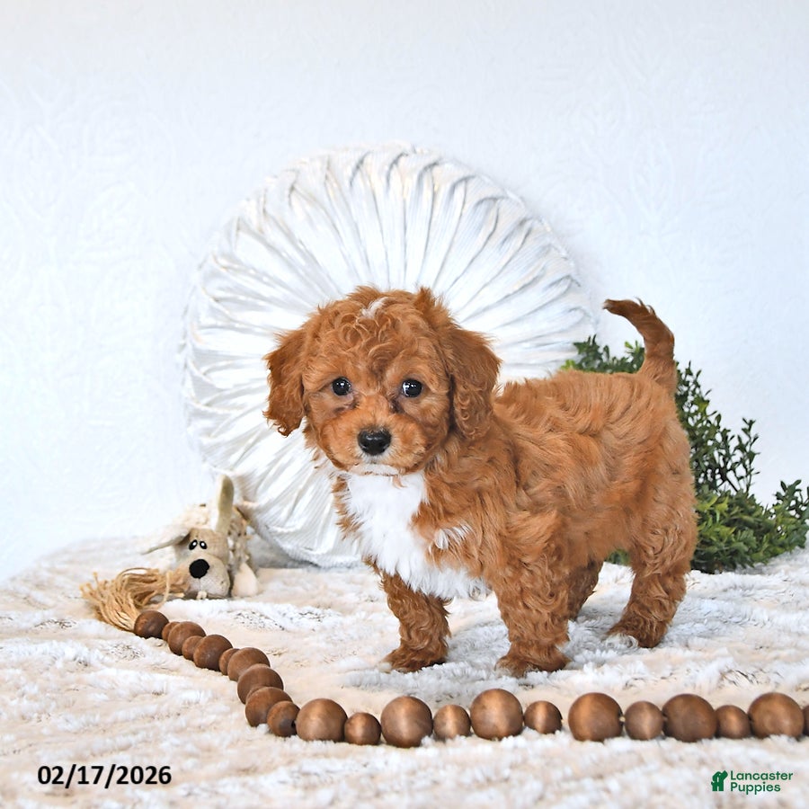 Mini Goldendoodle dogs Koda - Ad 2