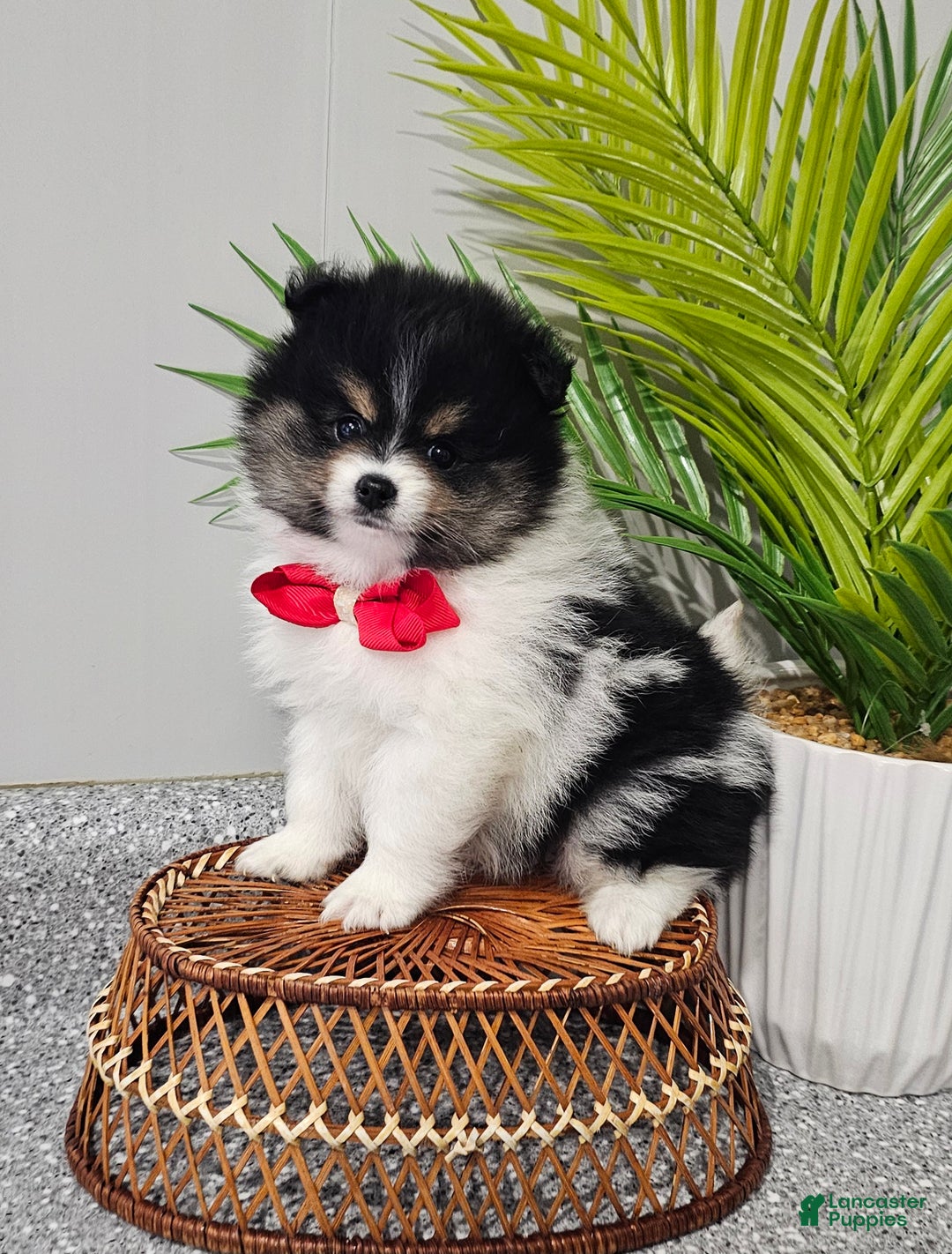 Pomeranian dogs for sale: Riggs - Ad 2