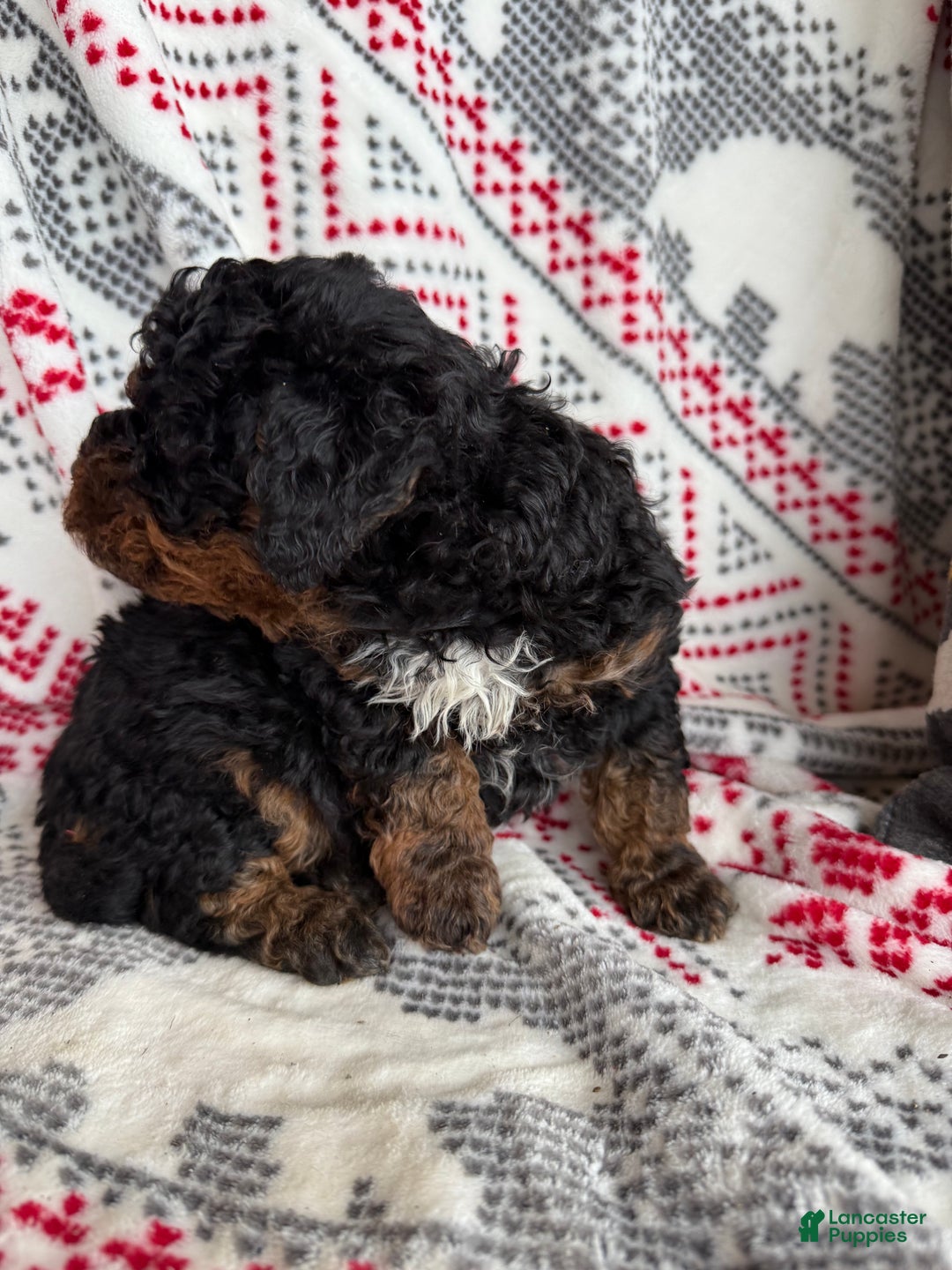 Mini Bernedoodle dogs for sale: Chance - Ad 5