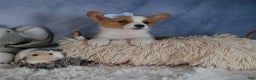 Welsh Corgi Pembroke dogs for sale: Diana - Ad 12