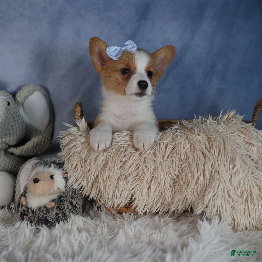 Welsh Corgi Pembroke dogs for sale: Diana - Ad 12