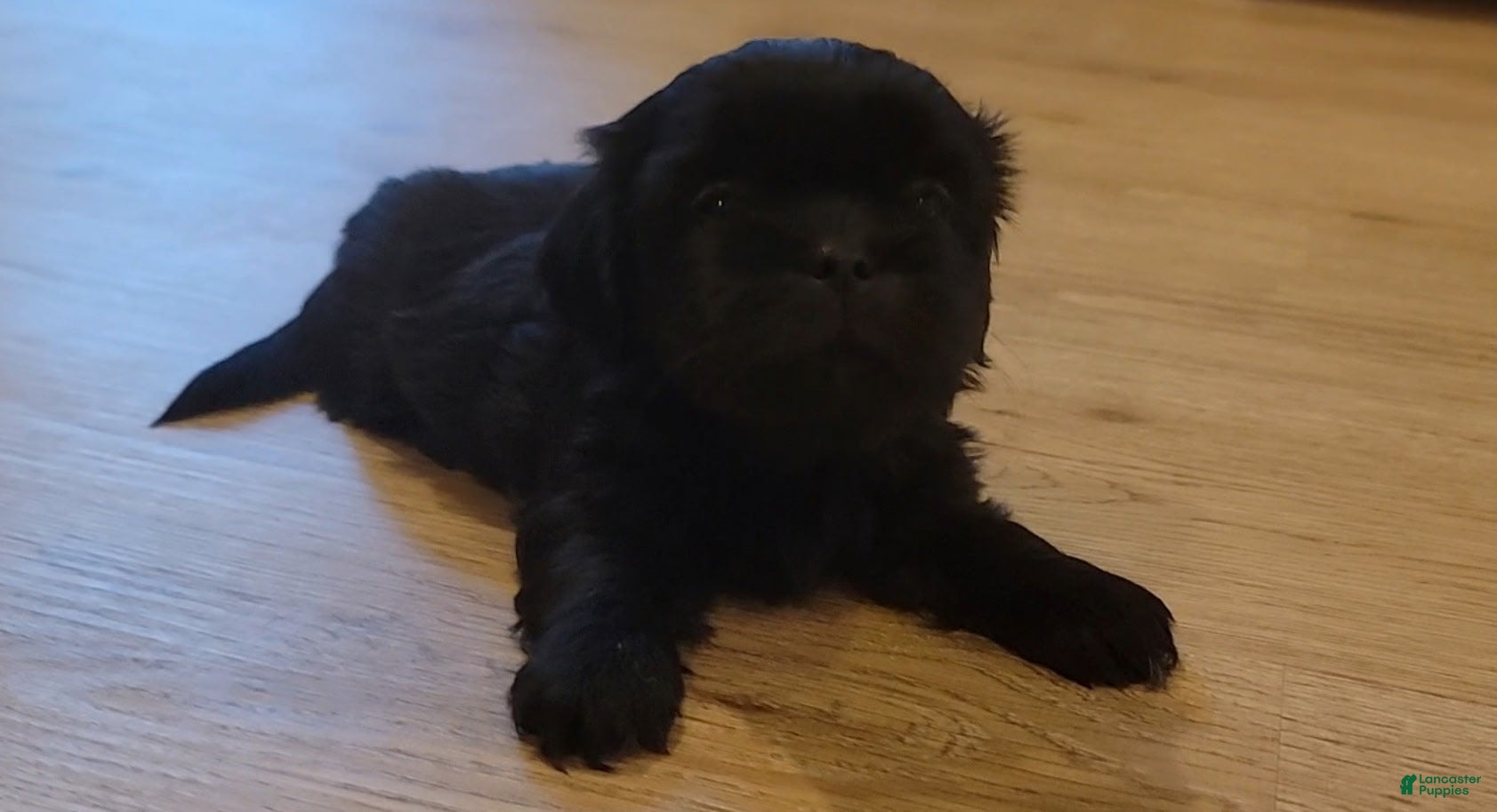 Shih Tzu dogs MAX - Ad 9