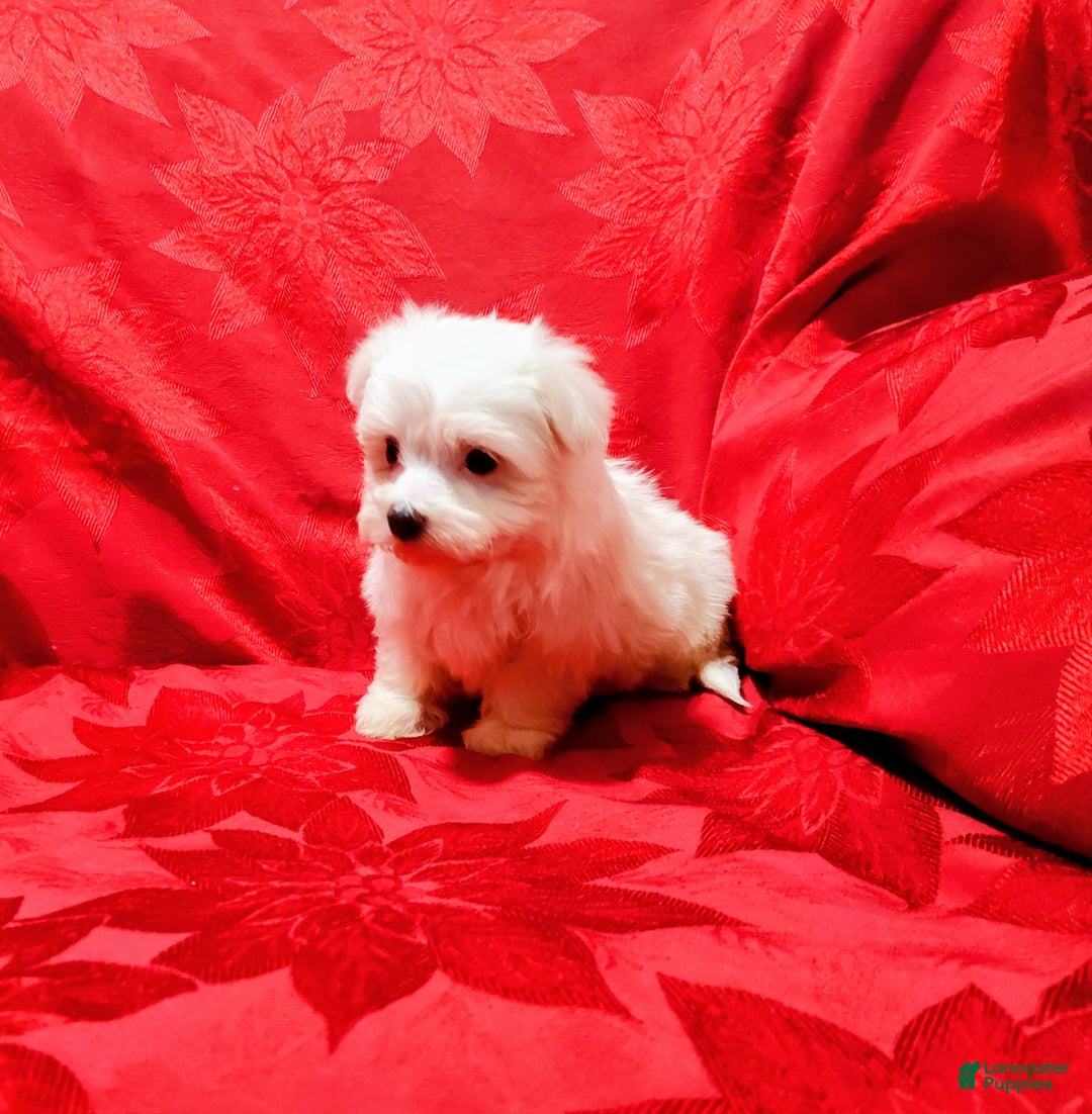 Maltese dogs for sale: Jewels - Ad 4