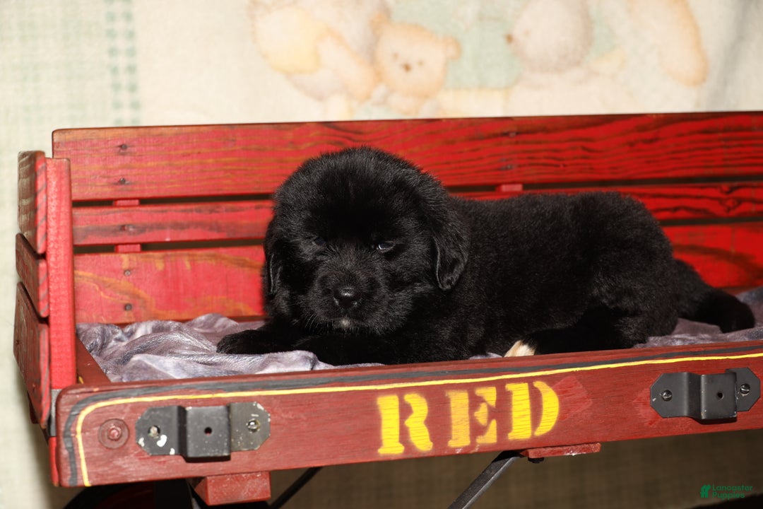 Newfoundland dogs for sale: Storm - Ad 6
