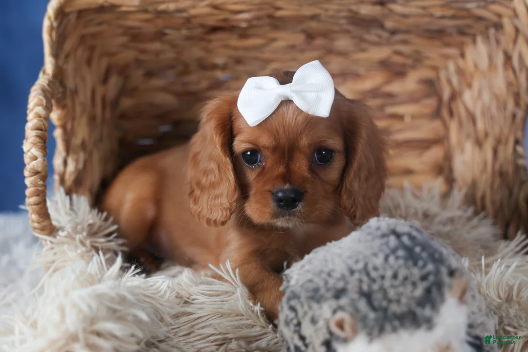 Cavalier King Charles Spaniel dogs for sale: Paisley - Ad 2