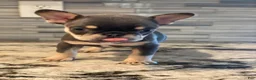 French Bulldog dogs for sale: Laila - Ad 2