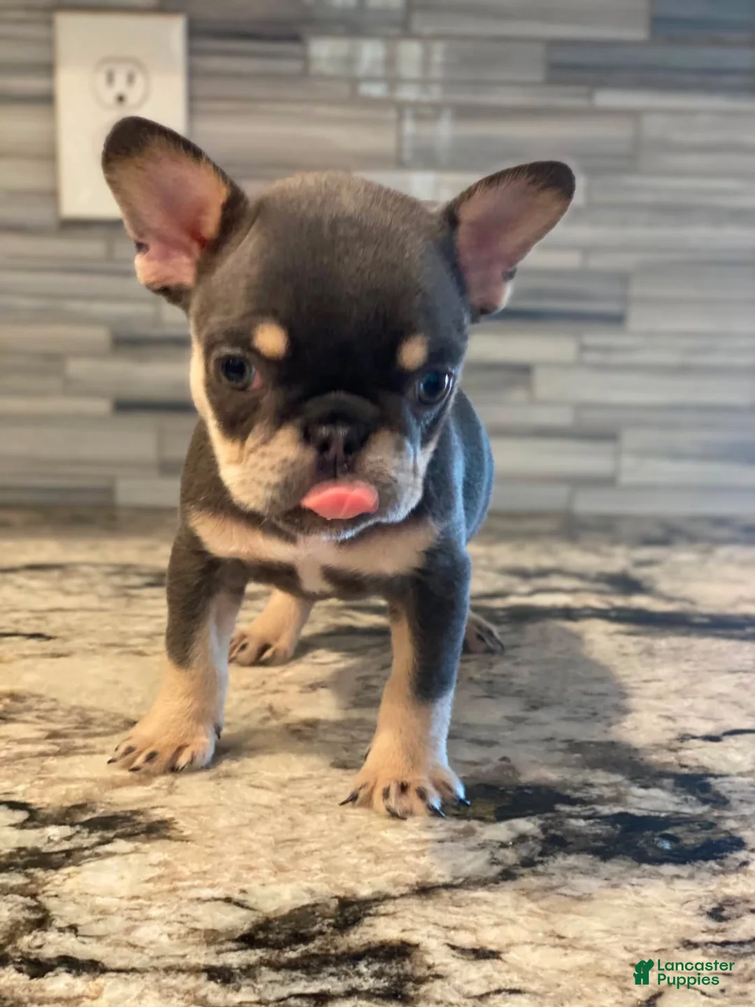 French Bulldog dogs for sale: Laila - Ad 2