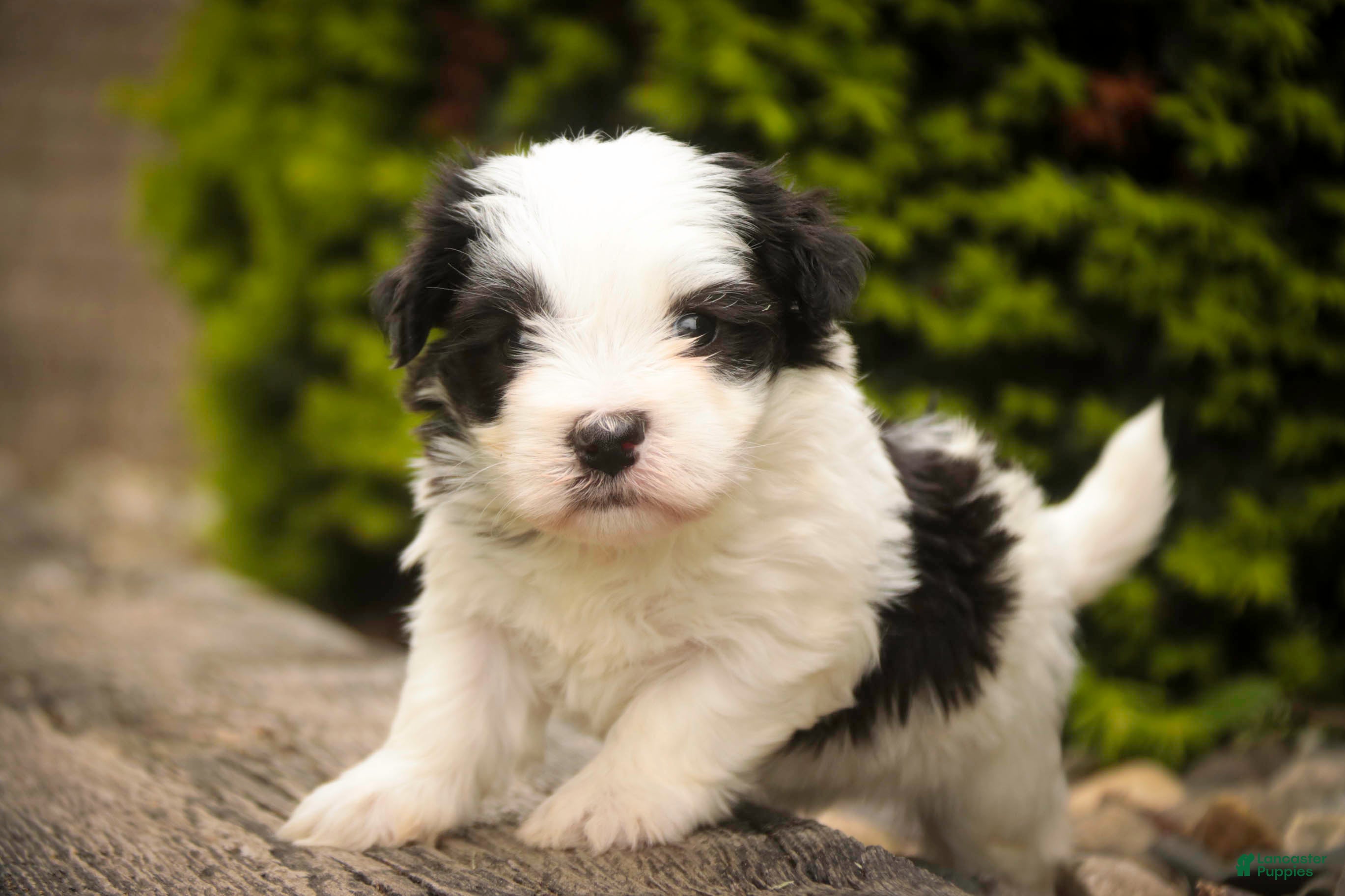 Havanese dogs Tammy Havanese Puppy  - Ad 1