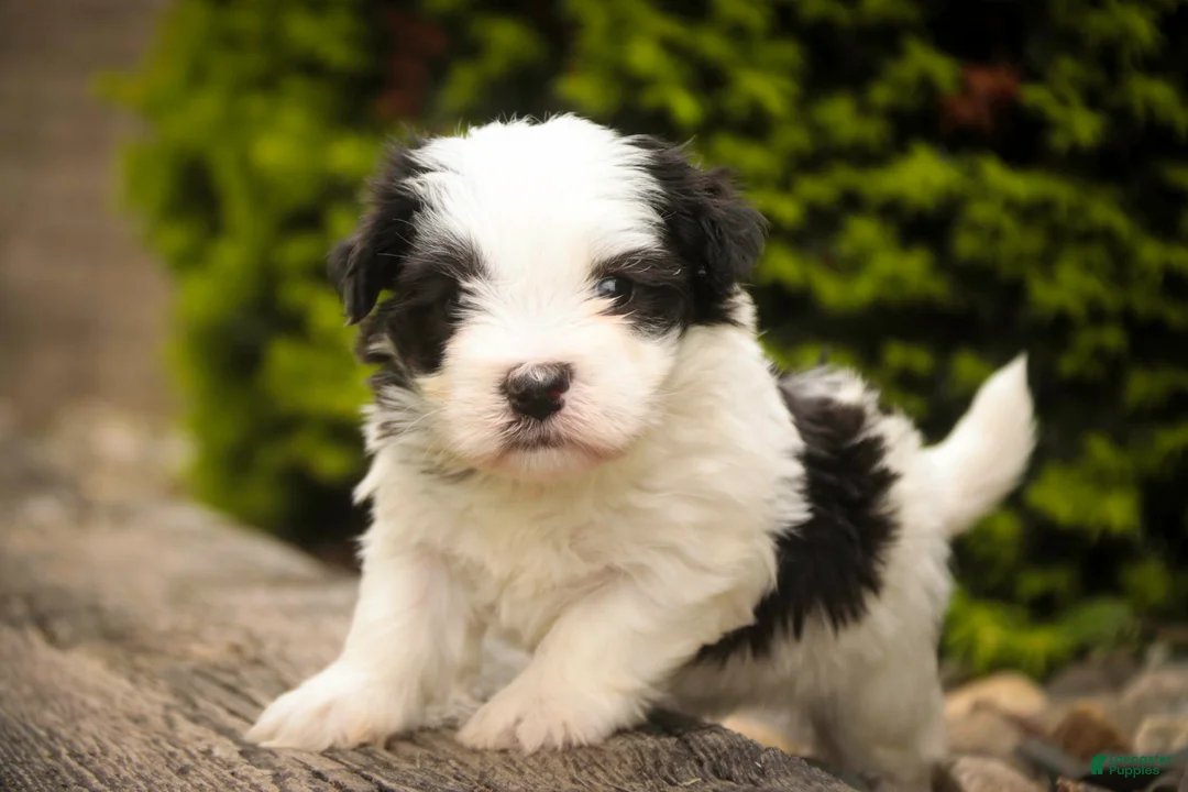 Havanese dogs for sale: Tammy Havanese Puppy  - Ad 1