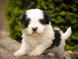 Havanese dogs for sale: Tammy Havanese Puppy - Ad 1